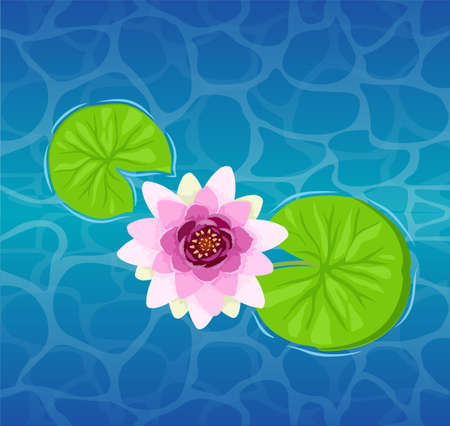 Beautiful lotus flower on the water close-up. Beautiful Lily Lotus. Illustration of a lily or lotus and lily.のイラスト素材