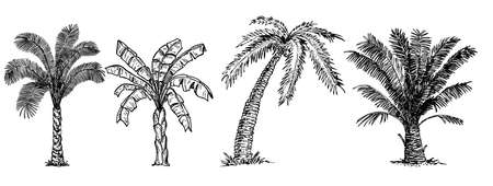 Palm trees sketch set. Tropical palm trees set, isolated on white background. Banana, coconut and different palm trees. Vector sketch illustration. Hand drawn tropical plants.のイラスト素材