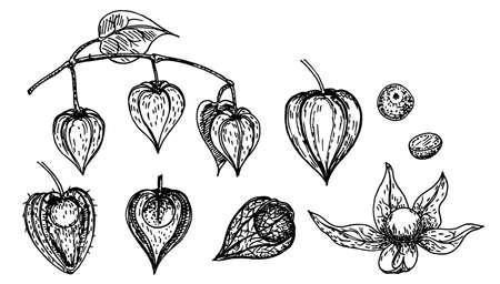 Hand drawn sketch style physalis set. Physalis with seeds and leaves. Sketch style vector illustration. Organic food. For cooking, cosmetic package design, healthcare.のイラスト素材