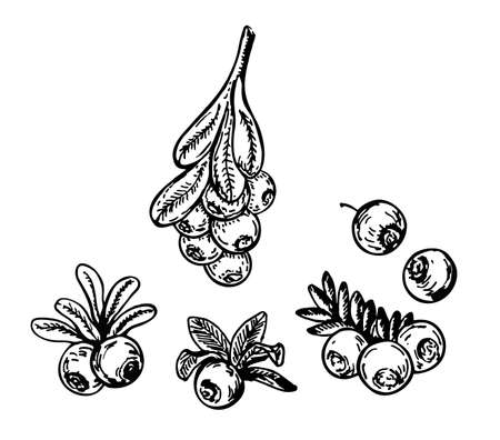 Cranberry vector sketch. Isolated berry branch and leaves on white background. Summer fruit engraved style illustration. Detailed hand drawn vegetarian food. Great for label, poster, print, packagingのイラスト素材