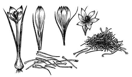 Saffron crocus flower vector sketch drawing. Hand drawn herb and food spice. Engraved vintage flavor. Crocus botanical sketch. Great for packaging design, label, icon.のイラスト素材