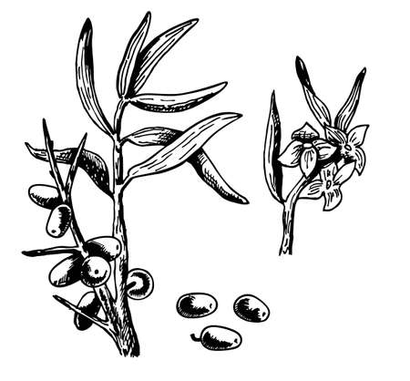 Vector set of ink hand drawn vintage sea buckthorn berries. Vintage sea buckthorn berry illustration. Isolated berry branch sketch on white background. Great for label, poster, printのイラスト素材