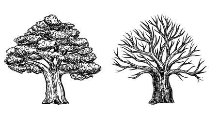 Oak with leaves and winter oak without leaves. Vector hand drawn illustration of big tree isolated on white background. Oak crown in sketch style.のイラスト素材