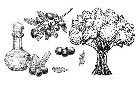Hand drawn olive set. Vintage olive set isolated on white. Hand drawn illustrations of tree, branches with leaves and black fruits and bottle of oil in engraving style. Sketch with plants and pitcher.のイラスト素材