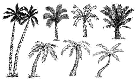 Palm trees set sketch. Different types of palms. Banana palm, coconut palm, date palm. Tropical trees.のイラスト素材