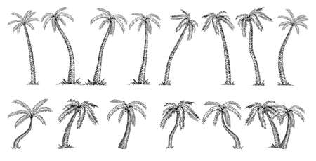 Coconut palm tree Cocos nucifera . Palms big set sketch on white backgroundのイラスト素材