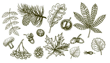 Autumn sketch set with leaves, berries, fir cones, mushrooms, acorns and nuts. Forest botanical elements for decoration. Vintage fall seasonal decor. Oak, maple, rowan, chestnut leaf drawing.のイラスト素材