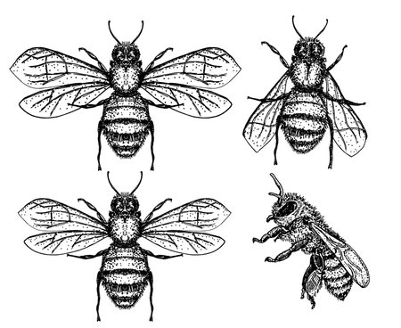Bee sketch set. Honey bee vintage vector drawing. Hand drawn isolated insect sketch. Engraving style illustrationsのイラスト素材