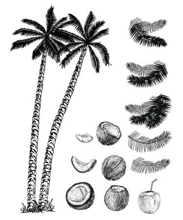 Coconut palms, their fruits and leaves set. Coconut palms sketch set.のイラスト素材