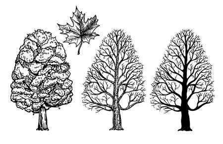 Maple. Tree with foliage, without leaves and silhouette. Maple Leaf. Maple set sketch.のイラスト素材