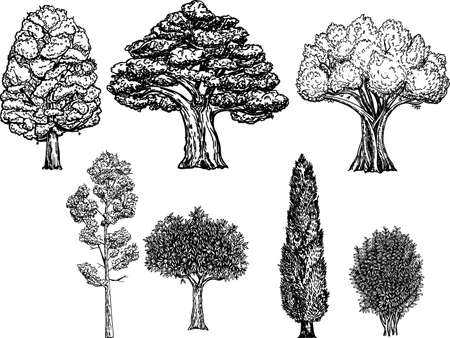 Collection of different kinds of trees. Vector illustration isolated on white background. Trees hand drawn Sketch illustration.のイラスト素材