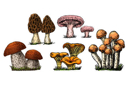 Hand drawn mushrooms. Colorful sketch various edible mushroom boletus, morels, mushrooms, chanterelles, vegan product vector set. Vegetarian ingredient for cooking, organic foodのイラスト素材