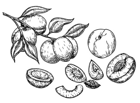 Peach fruit sketch set. Vector background with peaches. Vintage eco food vector illustration. Ripe peach, peach slices. Isolated on a white backgroundのイラスト素材