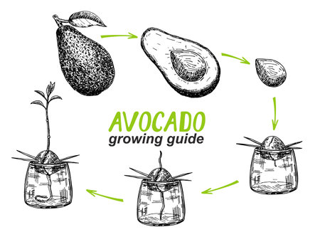 Avocado tree growing guide. How to grow an avocado from seed. Avocado fruit, seed, sprout and tree. Vector illustration of fruit avocadoのイラスト素材