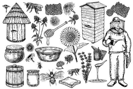 Honey, apiary sketch set. Honey production. Bees, beekeeper, honey plants, honeycomb.のイラスト素材