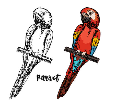 Set of hand drawn sketch black and white with colorful vintage exotic tropical bird parrot. Vector illustration isolated object. Monochrome and color versions. Macaw parrot araのイラスト素材