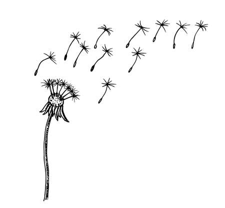 Flying dandelion seeds vector illustration Vector Dandelion blowing silhouetteのイラスト素材