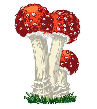 Fly agaric, non-edible poisonous forest mushrooms sketch. Card, banner, poster, sticker with fly agaric. Amanita mushroom. Poisonous forest mushroom. Vector illustration.のイラスト素材