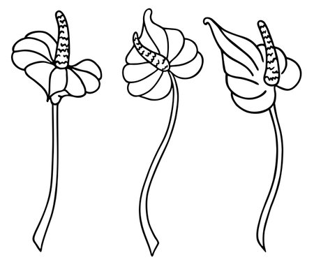 Calla lily flower. For decorating wallpapers, walls, decor, paintings, icons, modern tattoos, prints, prints. Hand drawn vector illustration in line art style, isolated on a white background.のイラスト素材