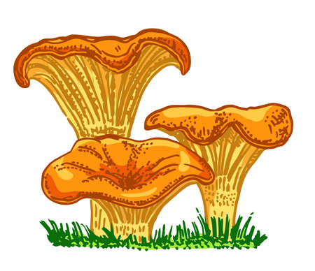 Chanterelle mushroom hand drawn vector illustration. Set of Chanterelle mushroom. Sketch food drawing isolated on white background.のイラスト素材