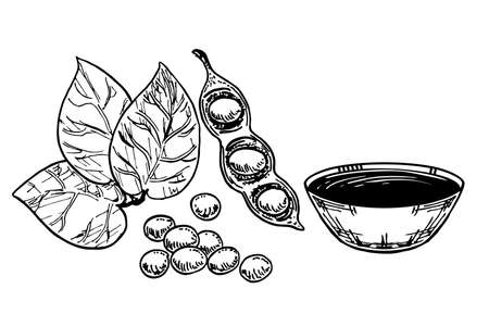 Soy sauce, soy and soybeans. Sketch food drawing isolated on white background. Sushi condiment isolated on white background. Asian spice. Vector design illustrationのイラスト素材