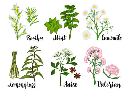 Botanical collection of hand drawn herbal tea ingredients. Decorative vector set of vintage herbs color sketchのイラスト素材