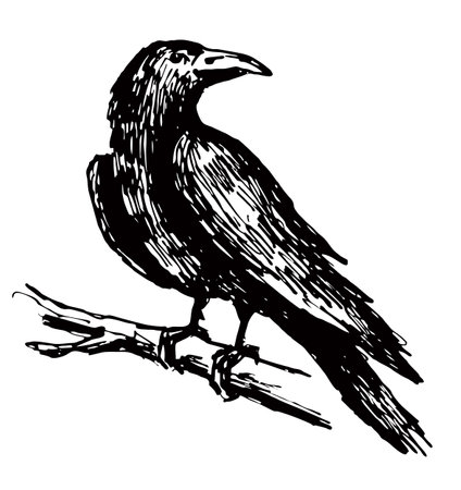 Vector black raven. A crow standing on a tree branch, crow sketch. A large black crow, Corvus corax, sits on a tree branchのイラスト素材