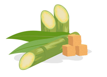 Sugar cane and brown sugar isolate on a white background. Sugarcane superfood. Stem with leaves and sugar. Sugarcane stems with leaves and superfood like brown sugarのイラスト素材