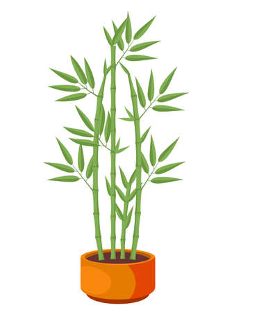 Vector Illustration of isolated bamboo in pot on white background. For flower shop banner, poster. Elements for design house, room or office interior. Bamboo lucky plant in pot, Chinese tree sproutsのイラスト素材