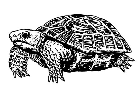 Vector sketch engraving drawing illustration of big turtle isolated on white background. Turtle icon symbol. Premium quality isolated tortoise element in trendy style.のイラスト素材