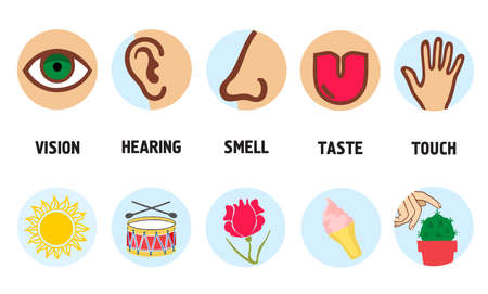 Five senses illustrations. Vision, taste, touch, smell, hearing. Five senses concept with human organs. Delicious ice cream and loud music, bright sun, fragrant rose and prickly cactus, vector