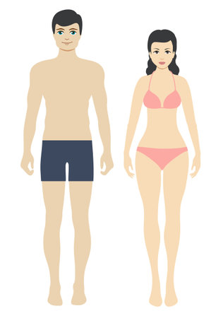 Figures of a man and a woman. A flat color illustration of a healthy male and female body type. Template for your design.のイラスト素材