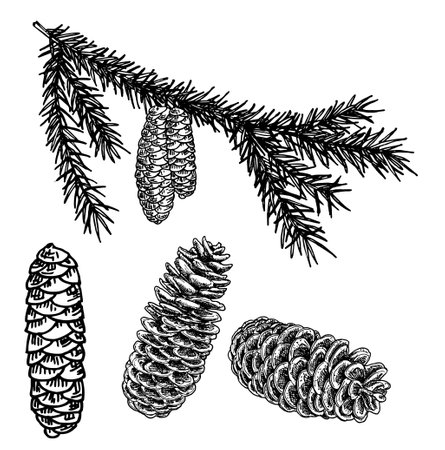 Christmas fir and pine cones. Hand drawn sketch. Vector illustration.のイラスト素材
