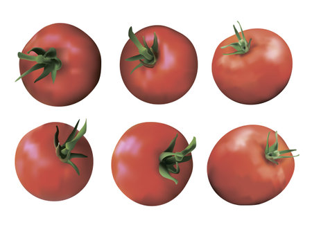 Tomatoes set isolated on white background. Red fresh tomatoes with green stems, top view, side view. Print, template, design element for packaging Red tomato in a realistic styleの写真素材