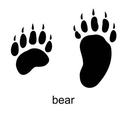 Bear track, bear footprint. Ink, silhouette vector illustration isolated on white backgroundのイラスト素材