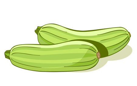 Fresh zucchini color illustration isolated on background. Veggies squash. Vector vegetable marrow. Organic eco food. Fresh whole vegetable.のイラスト素材