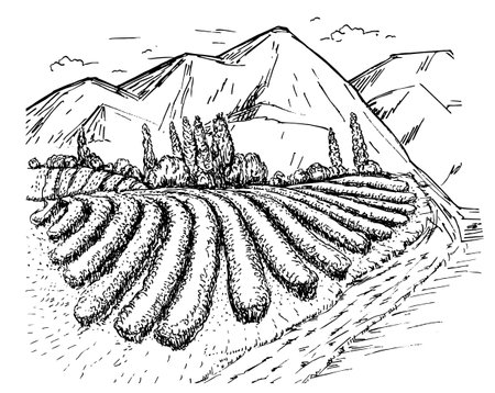 Tea plantation landscape in graphic style. Tea plantation sketch.のイラスト素材