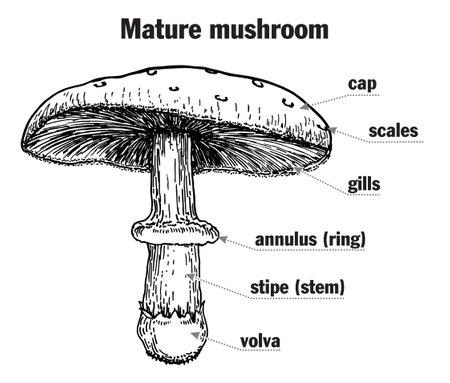Mushroom structure. Mushroom anatomy. Biology diagram. Structure parts, cap, skirt, spores, ring, lamella, pileus, stem, gills volva, mycelium, hyphae, fungus. Toadstool, mush room diagramのイラスト素材