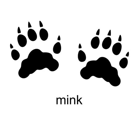 Mink track, mink footprint. Ink, silhouette Vector illustration isolated on white backgroundのイラスト素材