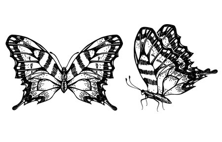 Papilio machaon butterfly sketch. Tropical butterfly. Female symbol. Symbol of immortality and transformation. Top view and side view. Hand drawn vector illustrationのイラスト素材