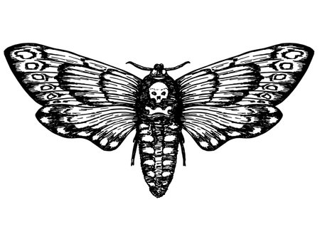 Butterfly Dead Head. Death s head hawk moth. Hand drawn vector ink illustration in trendy engraved style. Moth design tattoo sketch. Vintage drawing for t shirt print, poster, coloring book. Tattooのイラスト素材