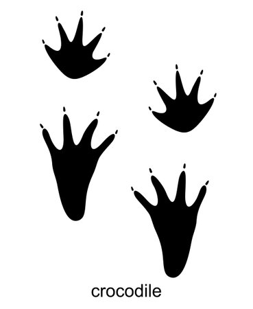 Crocodile track, crocodile foot print. Footprints reptile. Wild animal paw trace. Vector illustration isolated on white backgroundのイラスト素材