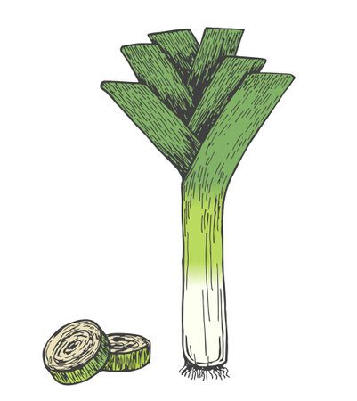 Fresh leeks isolated on white background. Food color illustration of leek vegetable. Hand drawn sketch style. Single and composition with slices. Vintage illustration of healthy organic food.のイラスト素材