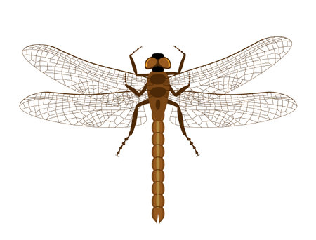 Dragonfly with delicate wings. Top view of blue dragonfly with transparent wings, illustration isolated on white background. Decorative element for embroidery, patches, stickers. Flat colorful vectorのイラスト素材
