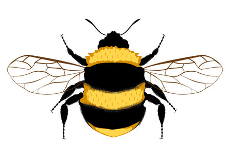 Bumblebee, Bee. Bumblebee logo. Wasp. Bumblebee on white background.のイラスト素材