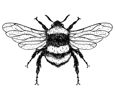 llustration of a Bumblebee, Bombus, Bee. Graden Bumblebee. Vector hand drawn sketch illustration.のイラスト素材
