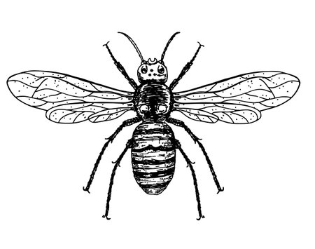 Illustration of a Hornet in a vintage sketch style. Hand drawn wasp isolated on white. Emblem of a bee, hornet, pest, sting Vector illustration isolated on a white background.のイラスト素材