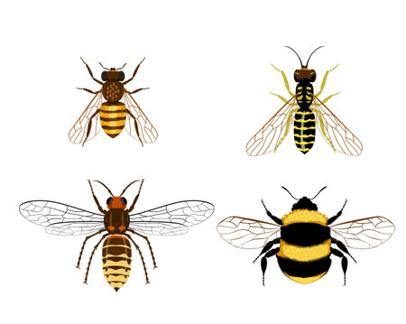 Bee, bumblebee, wasp, hornet. Set insects isolated on a white background. Drawing of insects. Vector illustration isolated on whiteのイラスト素材