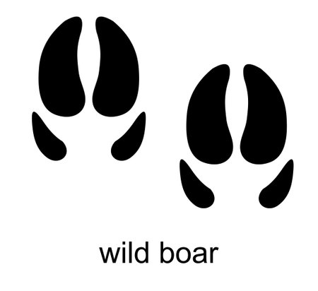 Wild boar Footprint. Boar track. Wild pig. Ungulate animal footprints. Mammal animal. Black Silhouette Design. Vector illustration isolated on white backgroundのイラスト素材