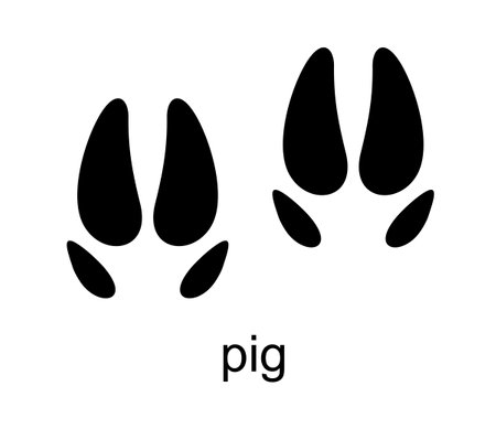 Pig Footprint. Pig track. Track of farm animals. Ungulate animal footprints. Mammal animal. Black Silhouette Design. Vector illustration isolated on white backgroundのイラスト素材